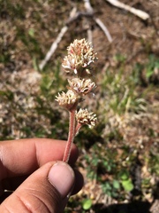 Micranthes rhomboidea