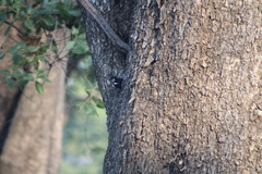 Myrmecocichla arnotti arnotti