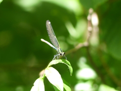 Calopteryx splendens