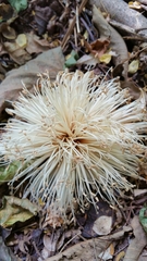 Adansonia suarezensis image