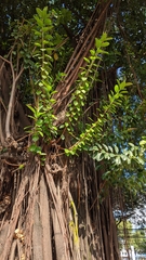 Ficus elastica
