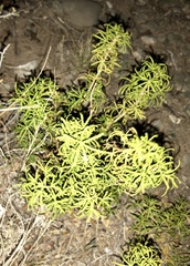 Choisya dumosa