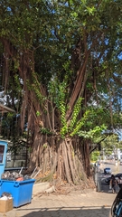 Ficus elastica