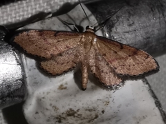 Idaea infirmaria