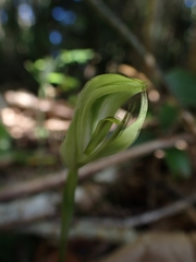Pterostylis hildae
