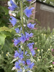 Echium vulgare