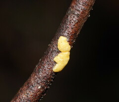 Trichoderma victoriense
