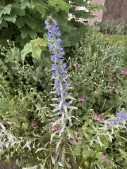 Echium vulgare