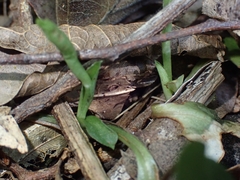 Pterostylis hildae