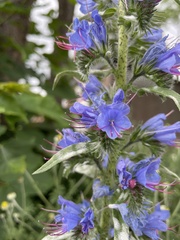 Echium vulgare