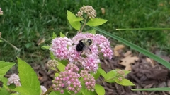 Bombus impatiens