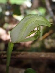 Pterostylis hildae