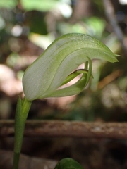 Pterostylis hildae