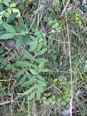 Lathyrus linifolius montanus