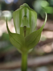 Pterostylis hildae