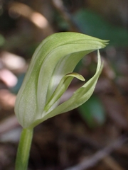Pterostylis hildae