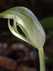 Pterostylis hildae