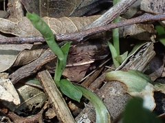 Pterostylis hildae