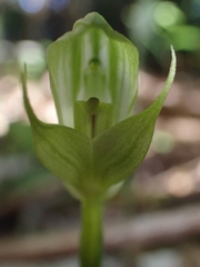 Pterostylis hildae