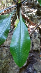 Euphorbia leuconeura image