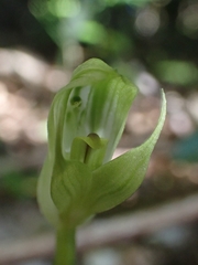 Pterostylis hildae