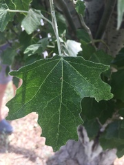 Populus