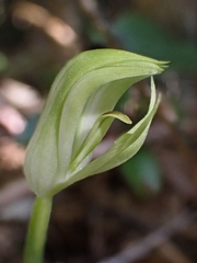 Pterostylis hildae