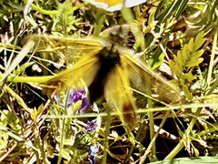 Libelloides ictericus