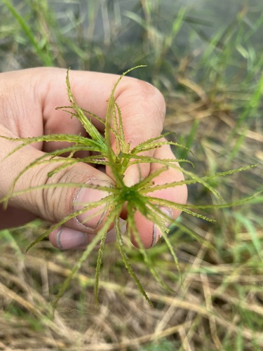 Najas chinensis iNat (3)