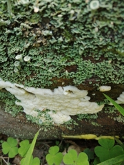 Myxomycetes