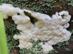 Myxomycetes