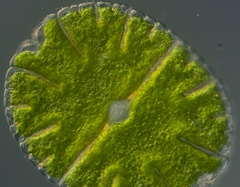 Micrasterias denticulata