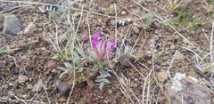 Astragalus laguroides