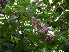 Buddleja davidii