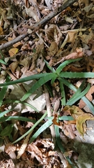 Aloe anivoranoensis image