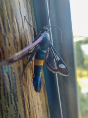 Synanthedon myopaeformis