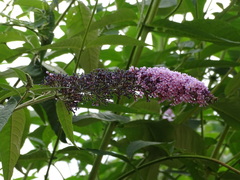Buddleja davidii