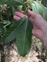 Chionanthus ramiflorus