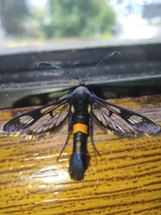 Synanthedon myopaeformis