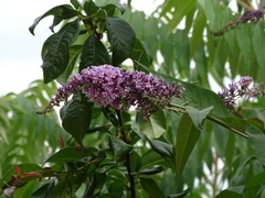 Buddleja davidii