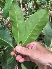 Chionanthus ramiflorus