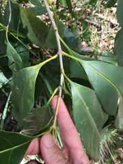 Chionanthus ramiflorus
