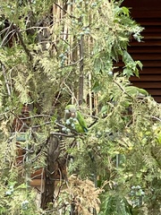 Myiopsitta monachus