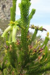 Erica brachialis