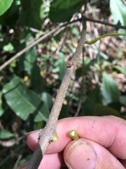Chionanthus ramiflorus