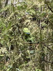 Myiopsitta monachus