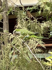 Myiopsitta monachus