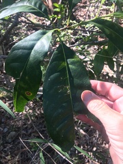 Chionanthus ramiflorus