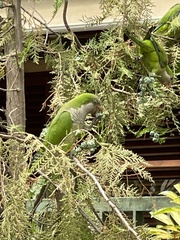 Myiopsitta monachus