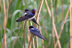 Hirundo rustica